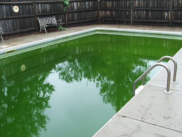 Comment rattraper une eau verte de piscine ?